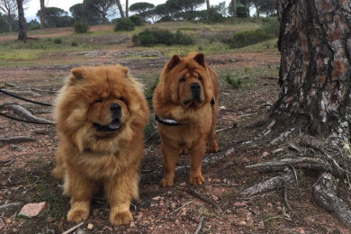 chow chow