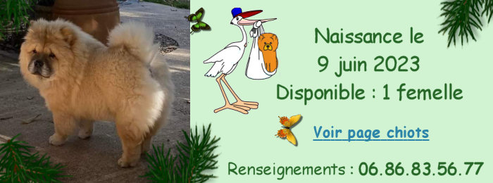 chiot chow chow  rserver