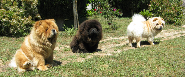 mes Chow-chow
