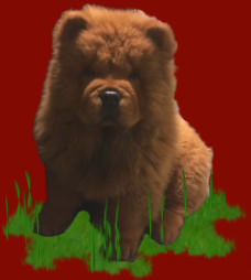 chiot Chow-chow