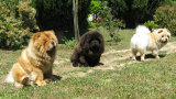 Nos Chow-Chow