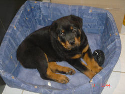 Athos