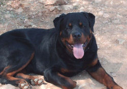 Apollo
