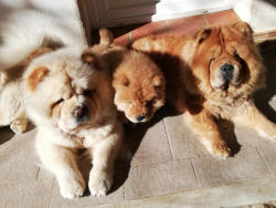 En famille