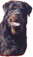 Photo : Ailleurs/Simon
parue sur Atout Chien Mai 2002