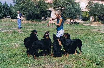 rottweiler