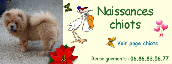 chiots chow chow  rserver