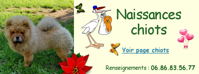 chiots chow chow  rserver