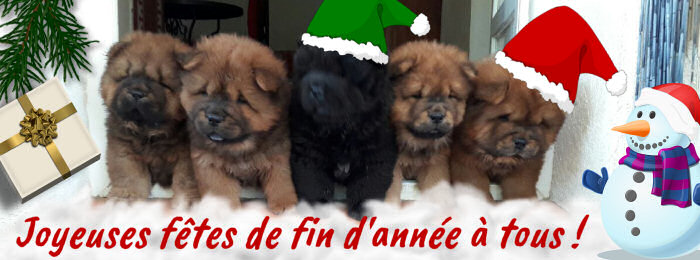 chiots chow chow � r�server
