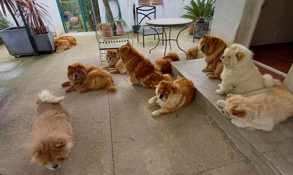 mes Chow-chow