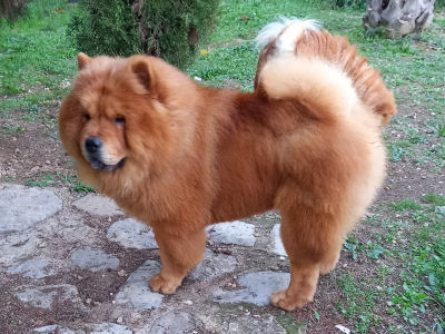 Léon de Los Perros de Bigo
